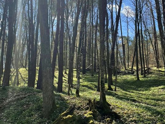 rezerwat Grabowy Las