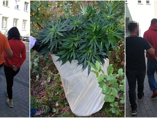 Wpadli na gorącym uczynku w lesie. Para pielęgnowała plantację konopi