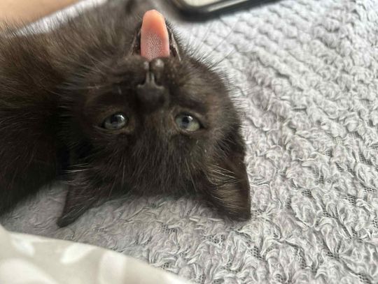 Kot wścieklizna szczepienia