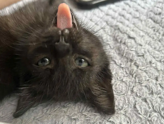 Wścieklizna u kota na Lubelszczyźnie. Zwierzę ugryzło właściciela Wścieklizna u kota na Lubelszczyźnie. Zwierzę ugryzło właściciela