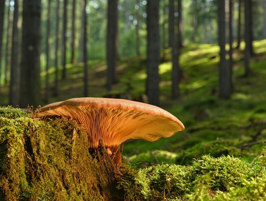 Zaginęła podczas grzybobrania. 56-latka przeszła prawie 8 kilometrów