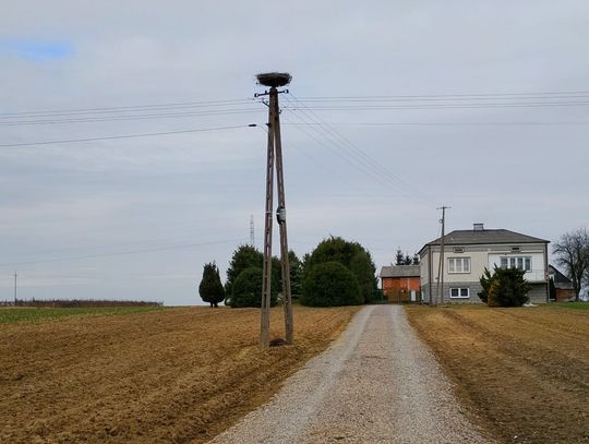 Zagrożone gniazdo bocianów przeniesione. Mieszkańcy odetchnęli z ulgą