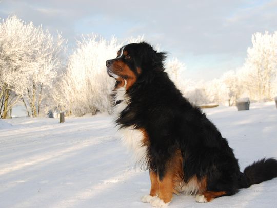 Zimą dbaj o zwierzęta