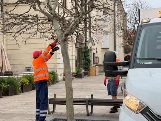 Znikają chore platany z lubelskiego deptaka. Ruszyły nasadzenia nowych drzew