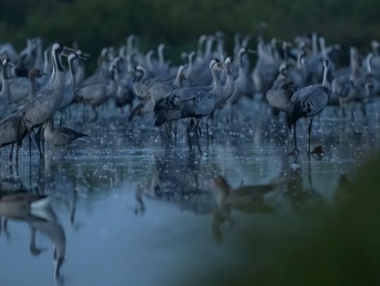 Żurawie z Lubelszczyzny – pięć lat badań odsłania kulisy ich życia Żurawie z Lubelszczyzny – pięć lat badań odsłania kulisy ich życia