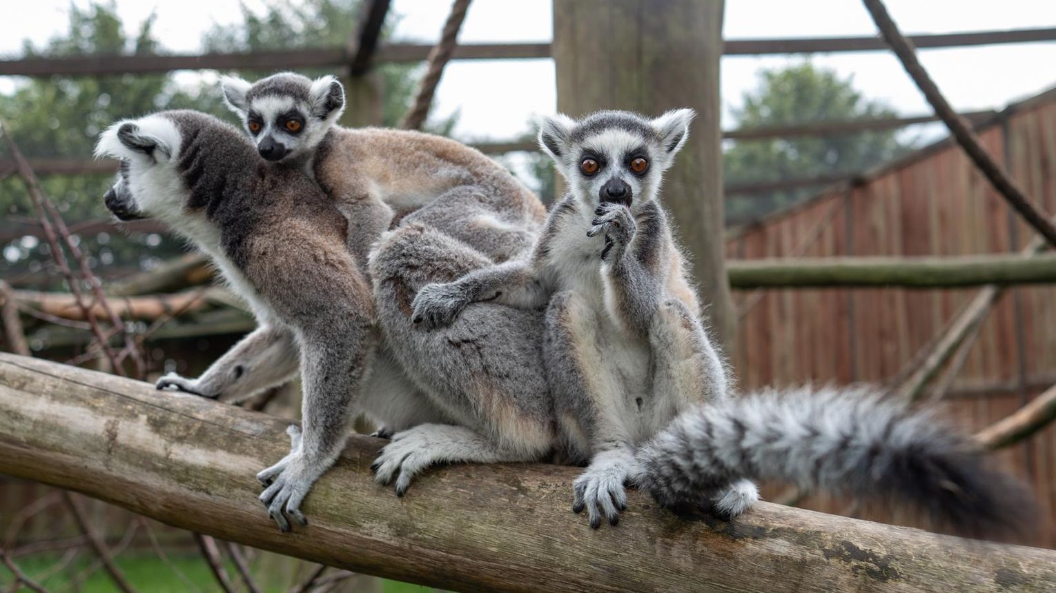 Lemurze maluchy w wojciechowskim ZOO