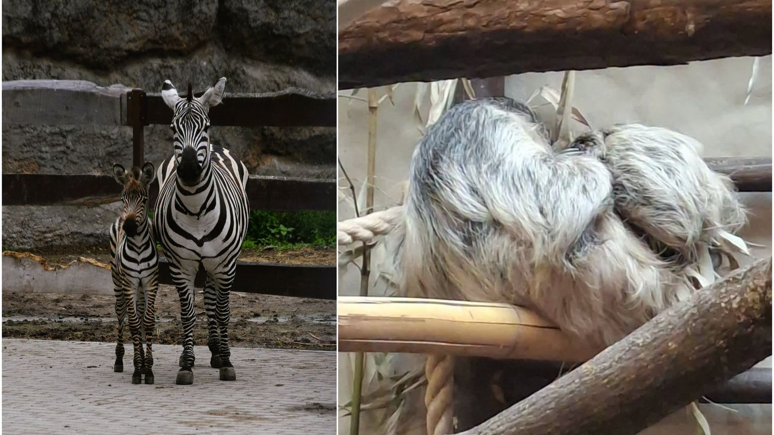 Mała zebra i leniwiec. Baby boom w zamojskim ZOO