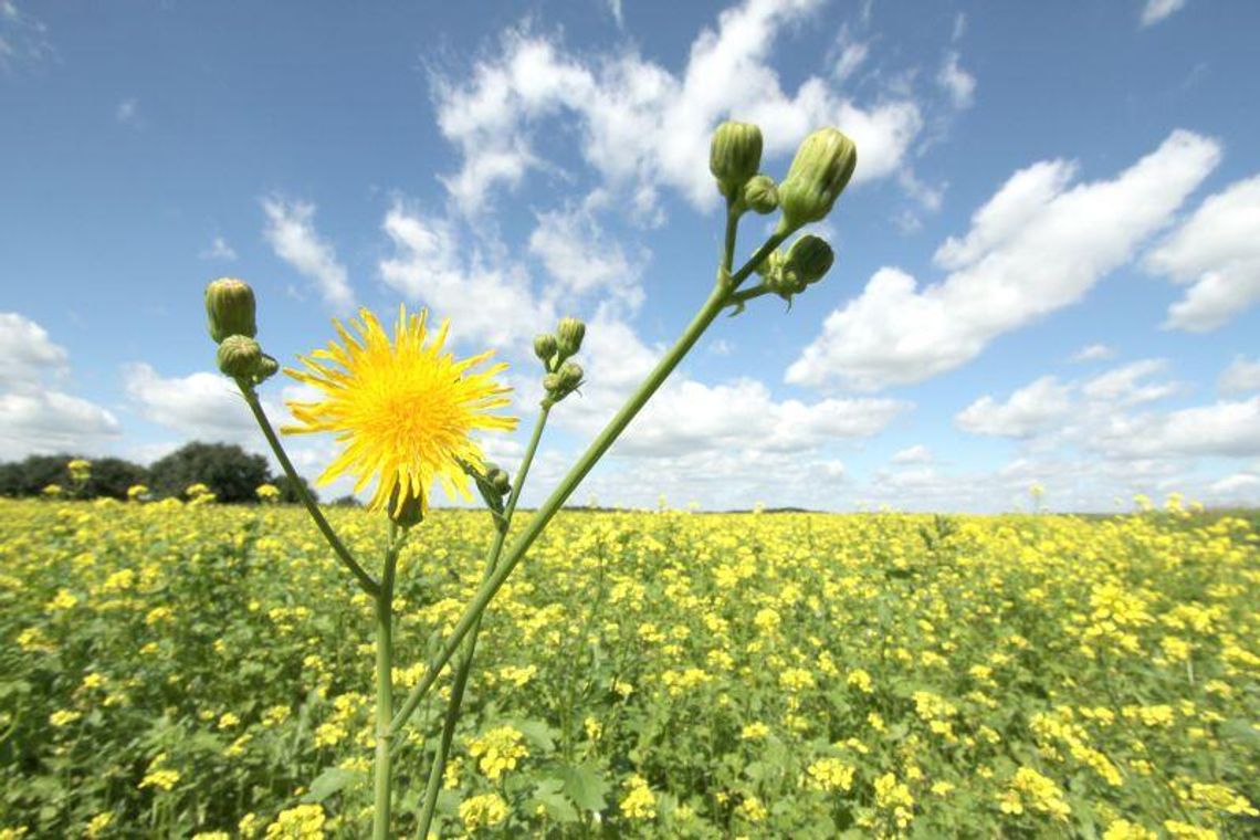 1,8 tys. rolników z regionu z wnioskami o dopłaty do przemarzniętych zbóż 1,8 tys. rolników z regionu z wnioskami o dopłaty do przemarzniętych zbóż