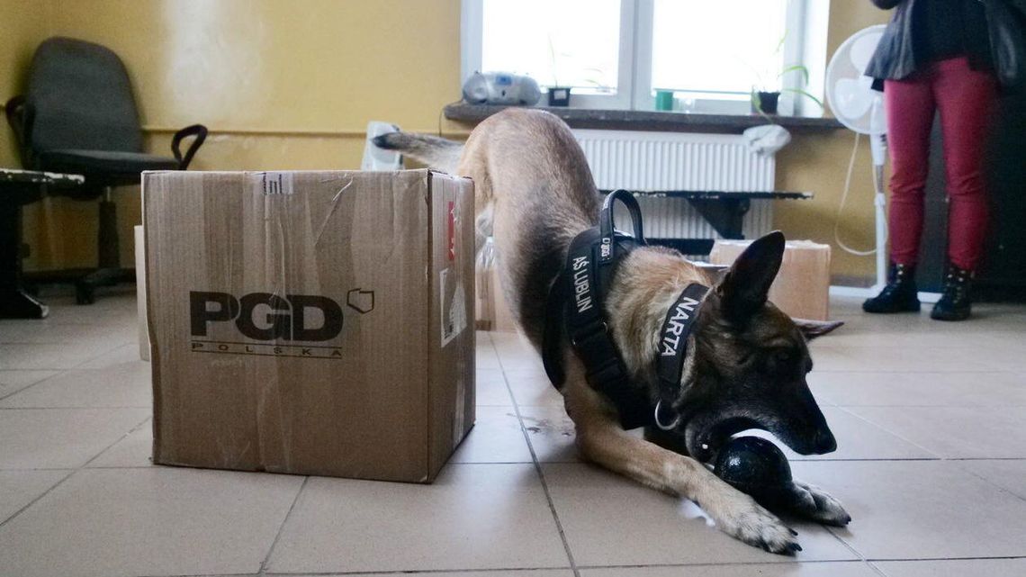 1 lipca jest Dzień Psa. A ten, to jeden ze sławniejszych w Lublinie