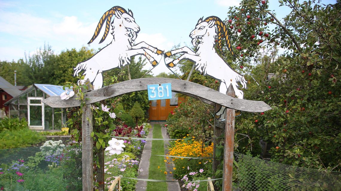 11 ogrodów działkowych w Lublinie dostanie pieniądze. Z dzikami walczą płotami