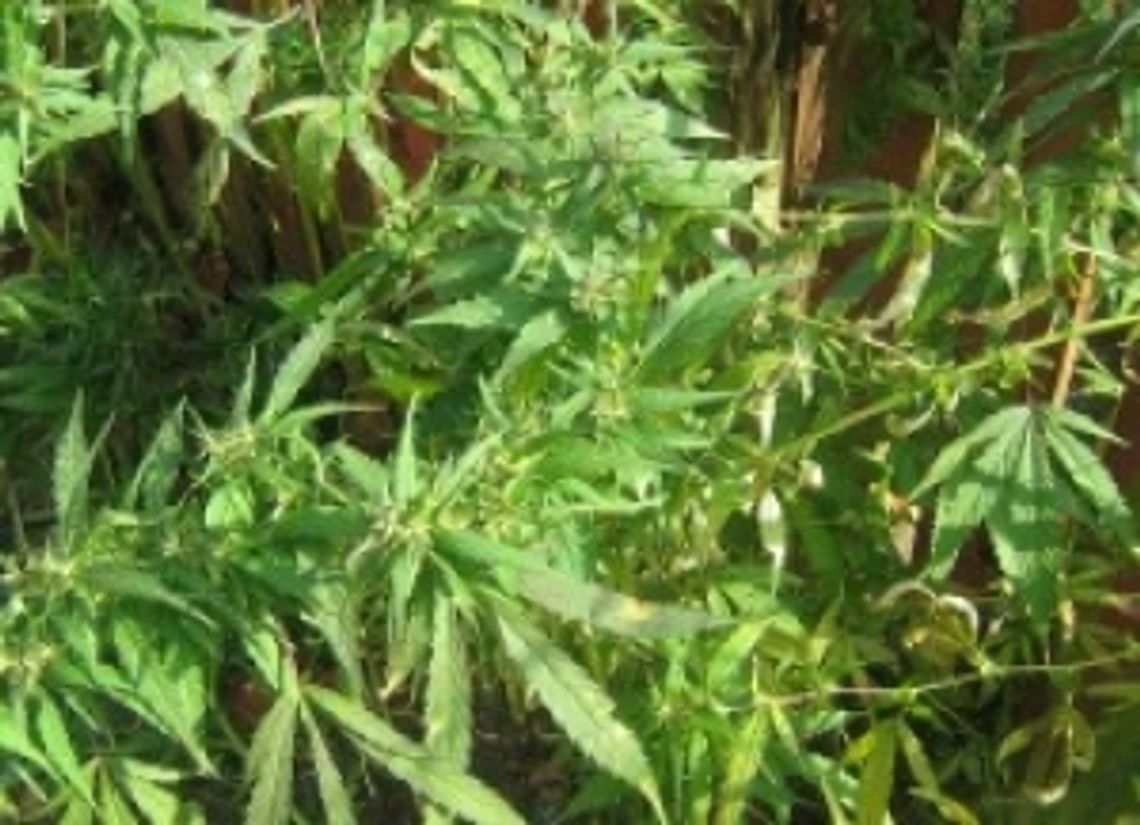 12-latek uprawiał w ogródku konopie indyjskie