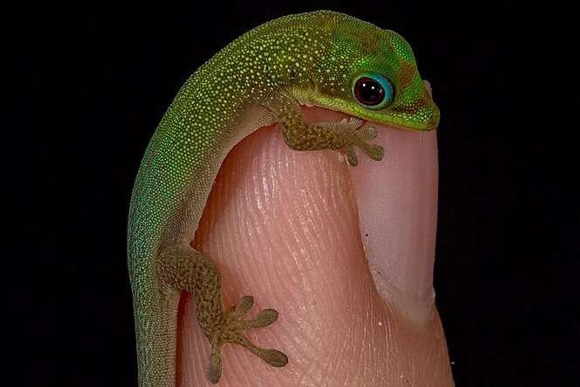 12 tys. kilometrów w walizce. Lublinianka przez przypadek przywiozła jaszczurkę z Hawajów