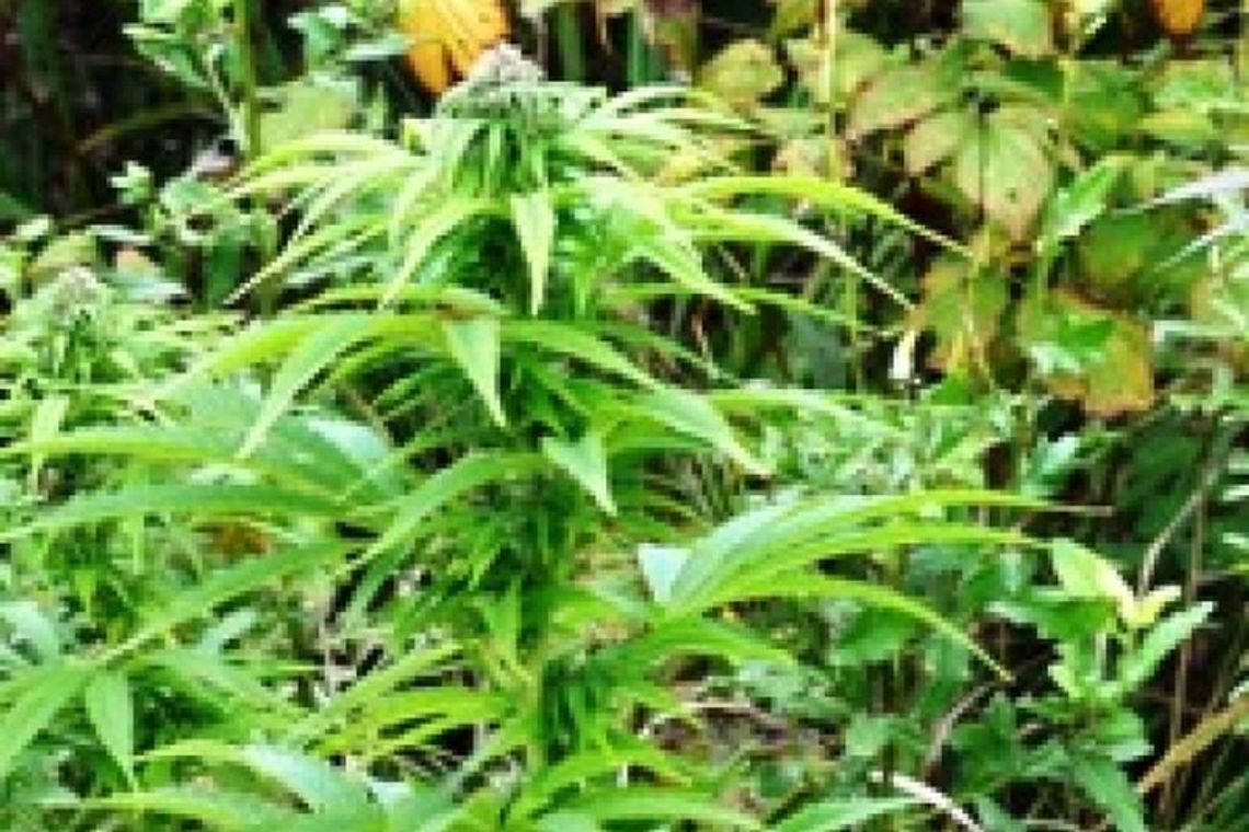 130 krzaków konopi w lesie pod Hrubieszowem