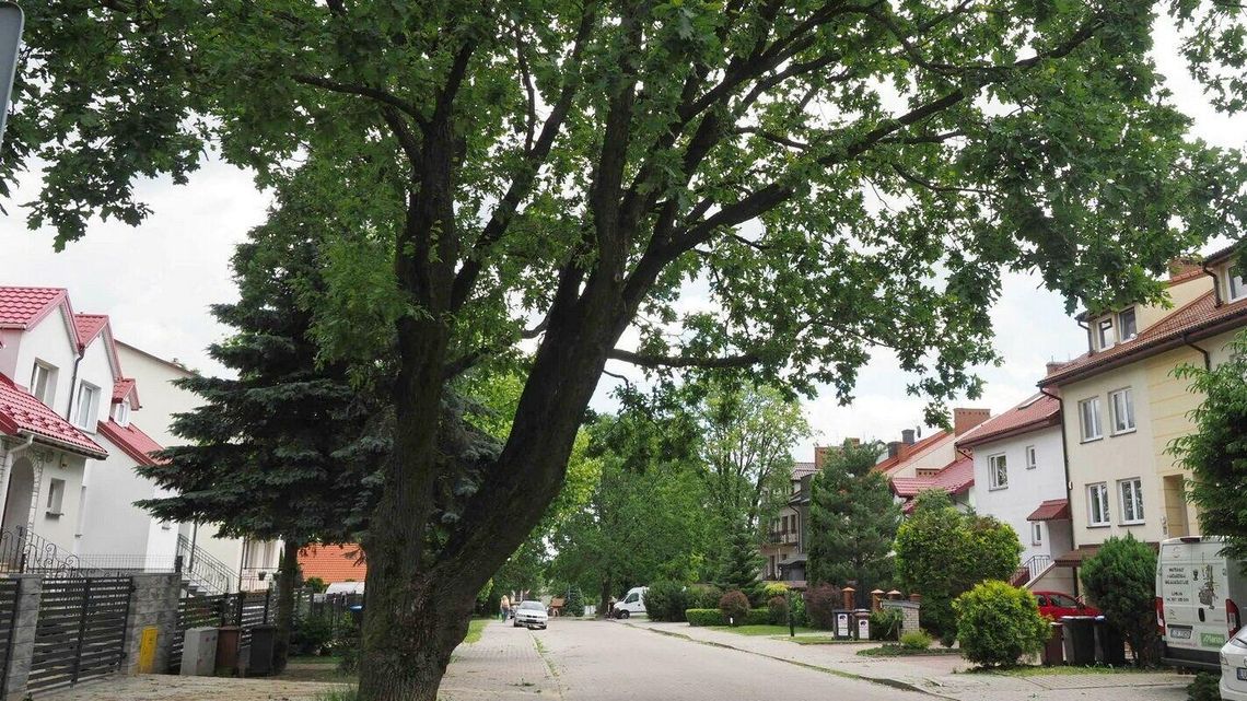 14 dębów i jedna lipa. Lublinowi przybędzie pomników przyrody. Gdzie ich szukać?