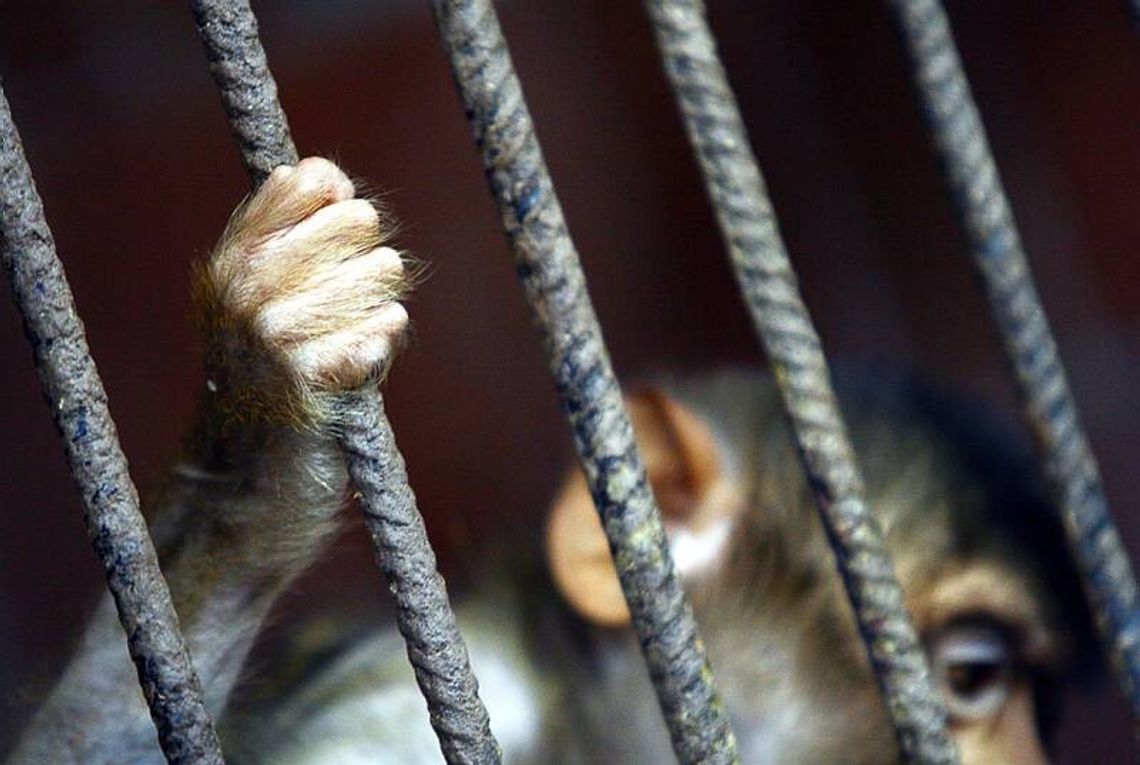14-latek uciekł z ZOO. Wpadł w Lublinie