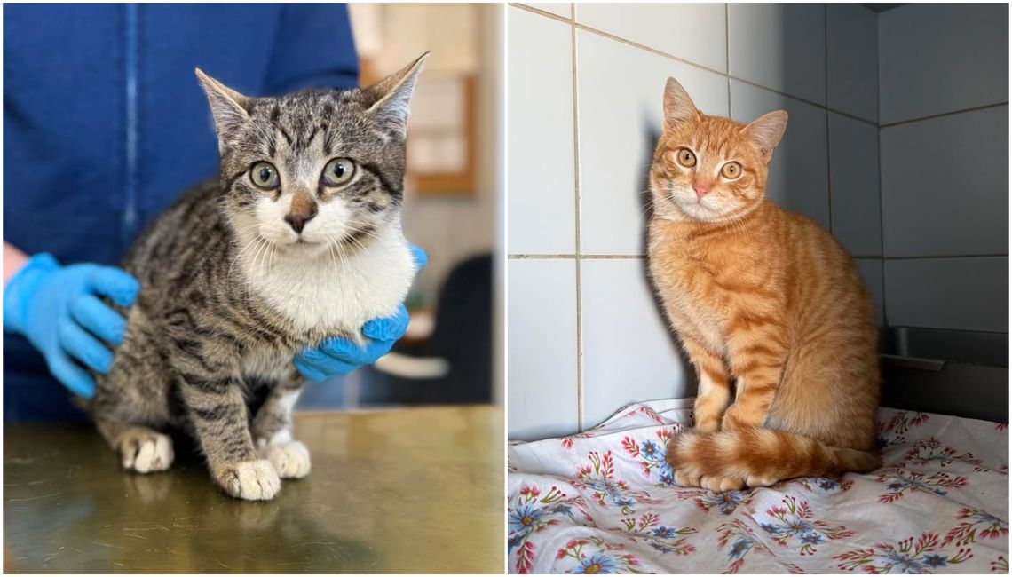 141 kotów czeka w lubelskim schronisku na kochający dom. Może któryś skradnie twoje serce?