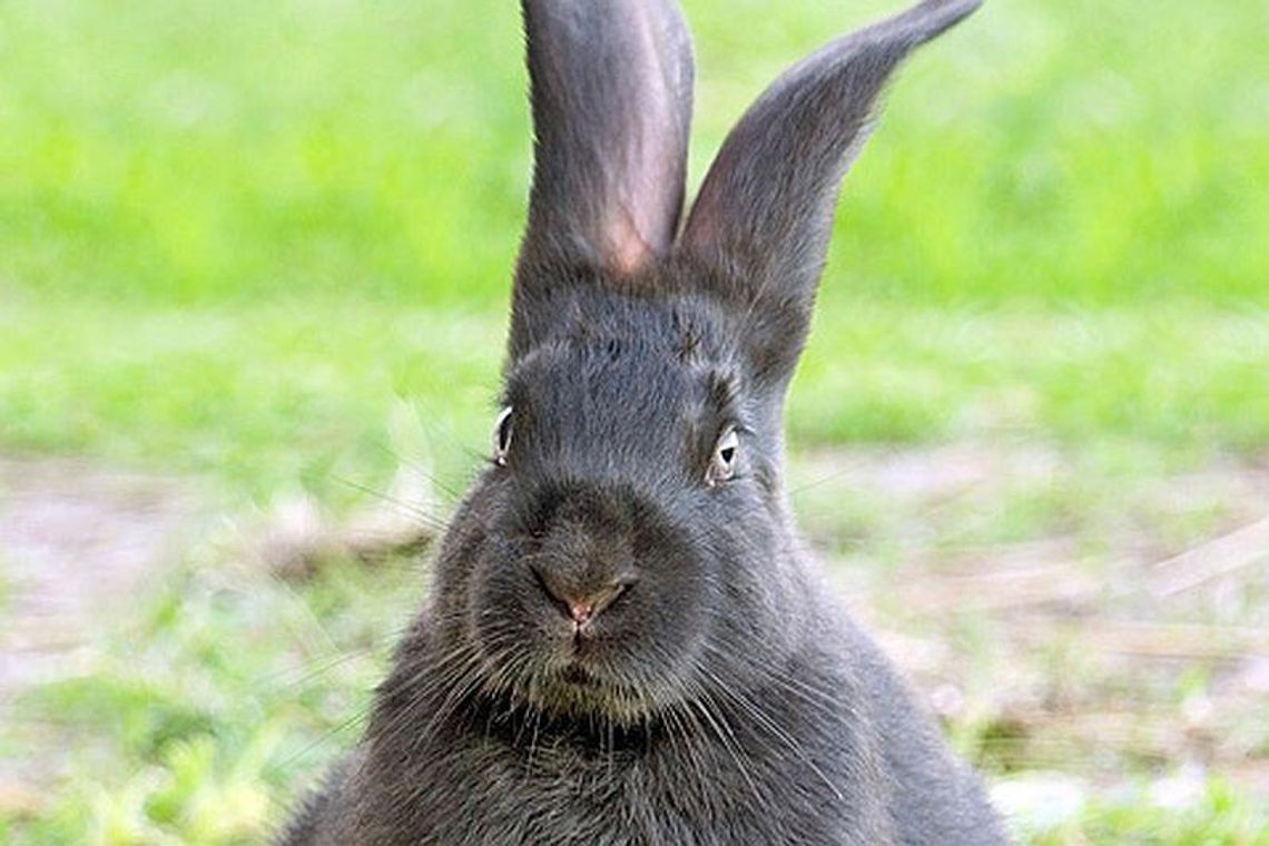 150 nowych zajęcy w lubelskich lasach