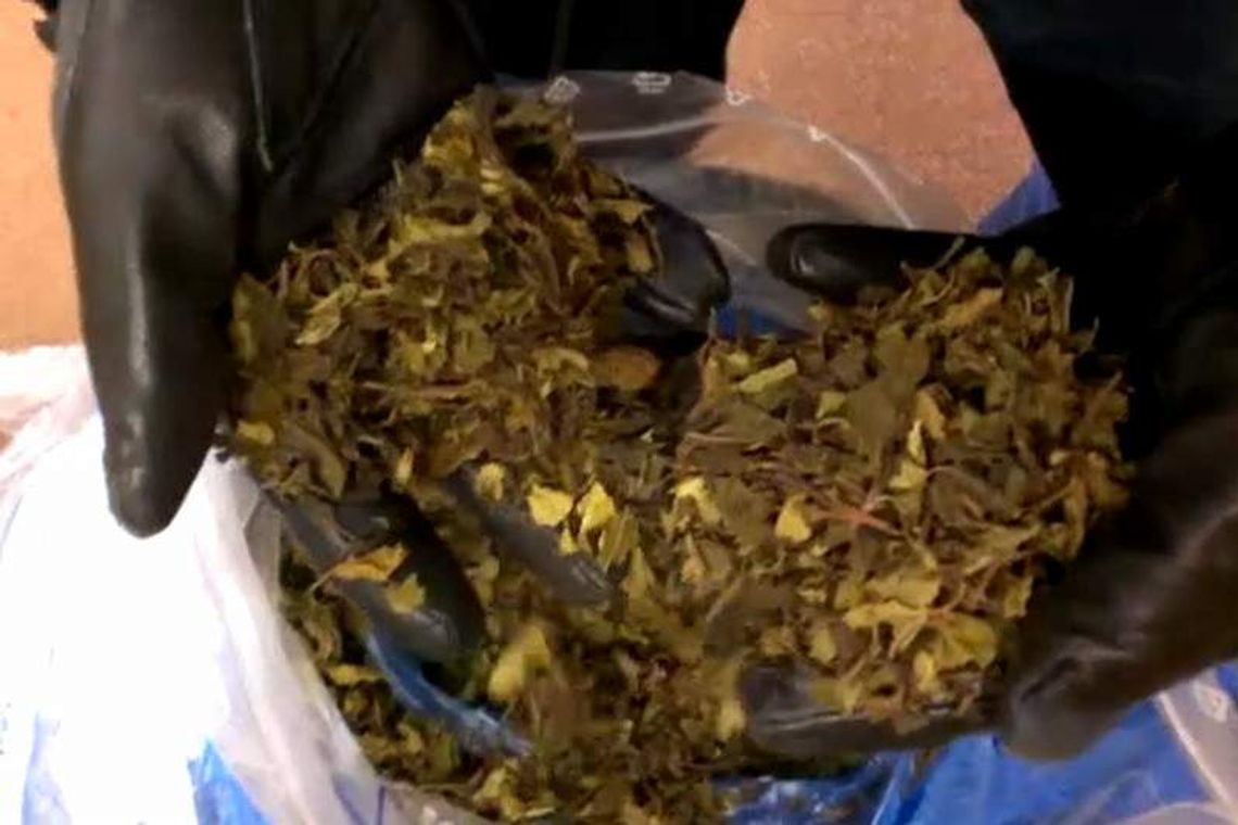 16 kg narkotyku khat. Wpadka przemytników