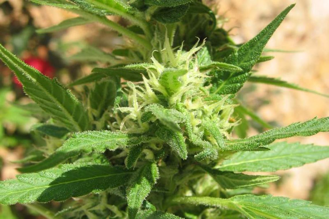 16-latek uprawiał na podwórku marihuanę