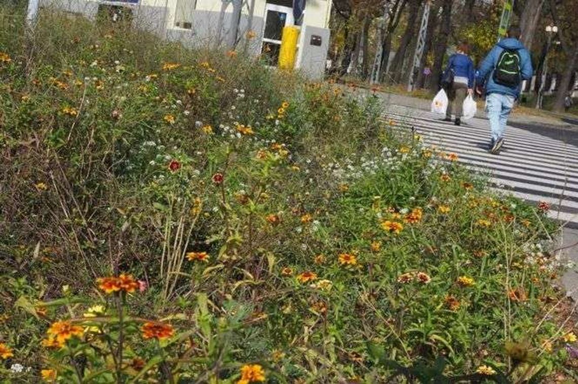 16 pomysłów na nową zieleń w Lublinie. Lista wybranych inwestycji