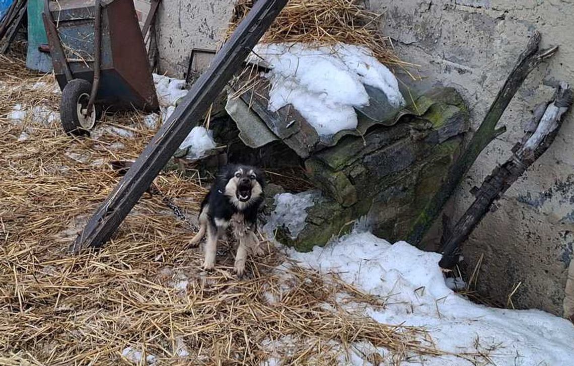 Zaniedbany pies na łańcuchu w zimowych warunkach