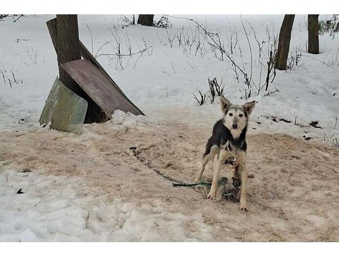 16 psów w skandalicznych warunkach. Interwencja w gminie Mircze 16 psów w skandalicznych warunkach. Interwencja w gminie Mircze