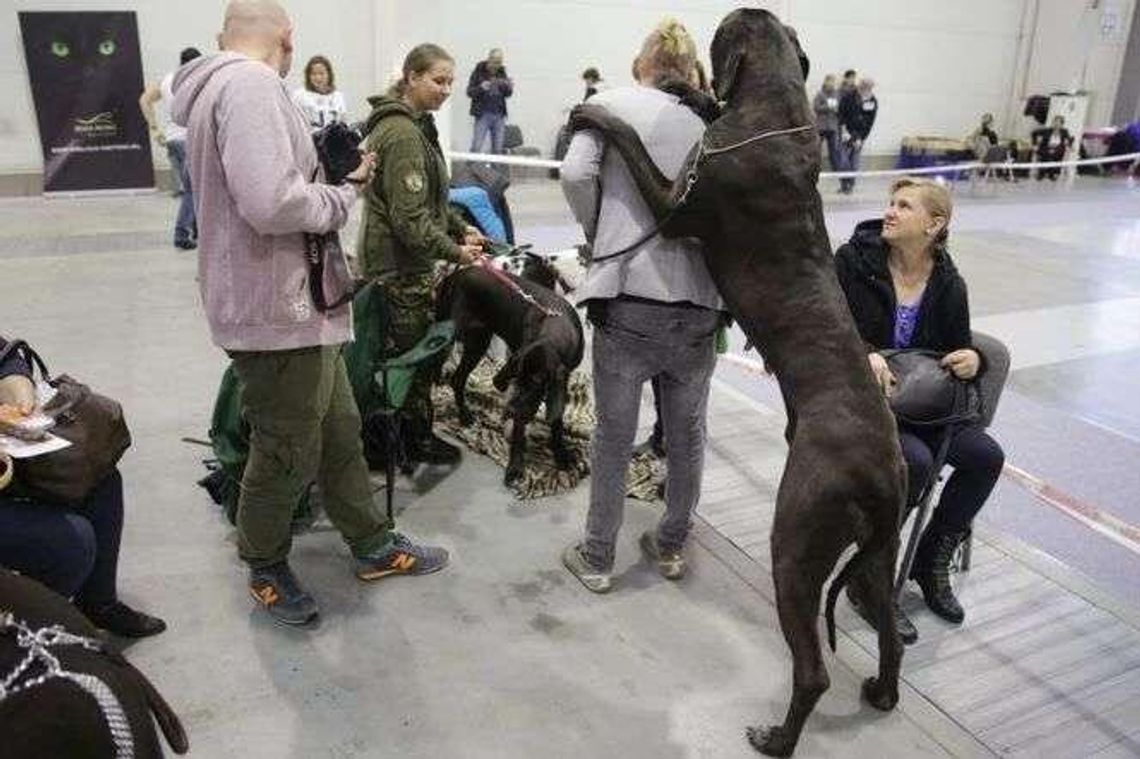 165 ras psów na międzynarodowej wystawie w Targach Lublin (zdjęcia)
