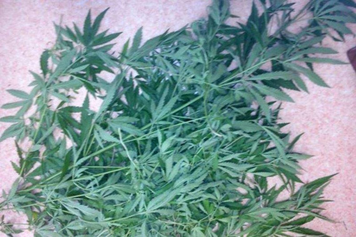 17-latek hodował konopie przy wałach wiślanych