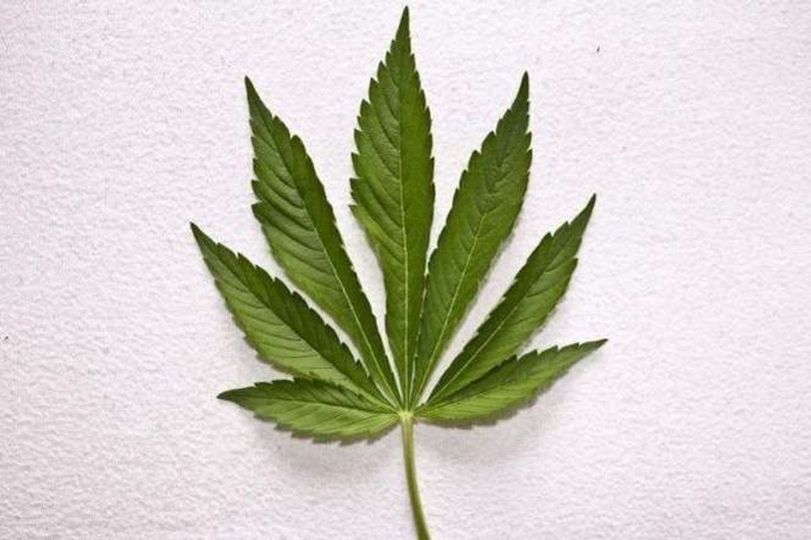 17-latek: "Zasiałem ziarno dla ptaków, urosły konopie" 17-latek: "Zasiałem ziarno dla ptaków, urosły konopie"