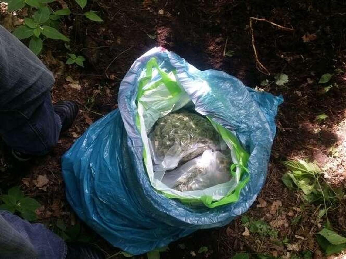 2,5 kg marihuany było zakopane w lesie 2,5 kg marihuany było zakopane w lesie