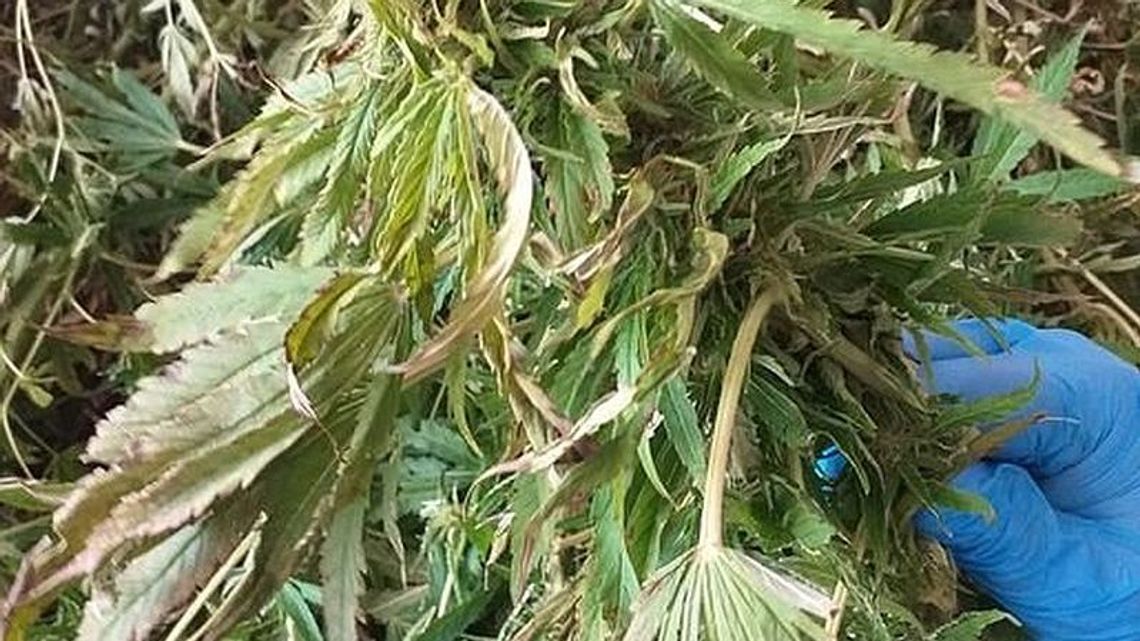 2,5-metrowie konopie rosły na torfowisku pod Lublinem 2,5-metrowie konopie rosły na torfowisku pod Lublinem