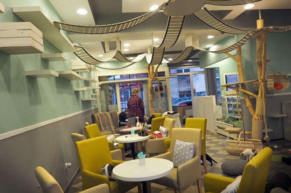 2,5 tys. zł grzywny dla Mrau Cafe. Właściciel: Niech sanepid przeprosi nas publicznie