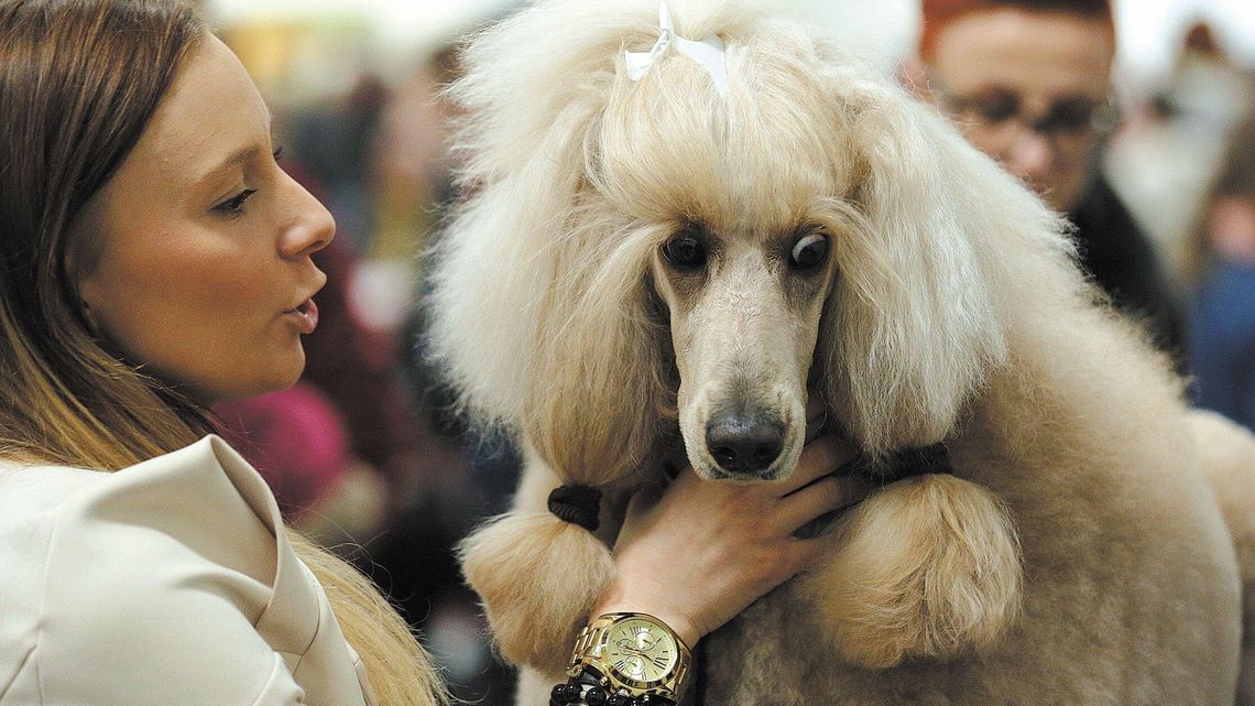 2,5 tysiąca rasowych psów w Targach Lublin. Już w weekend