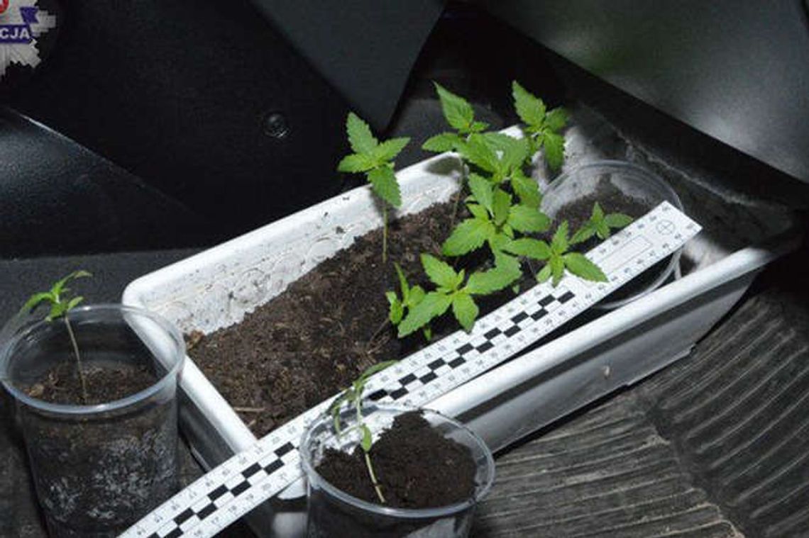 20-latek chciał posadzić w lesie sadzonki konopi 20-latek chciał posadzić w lesie sadzonki konopi