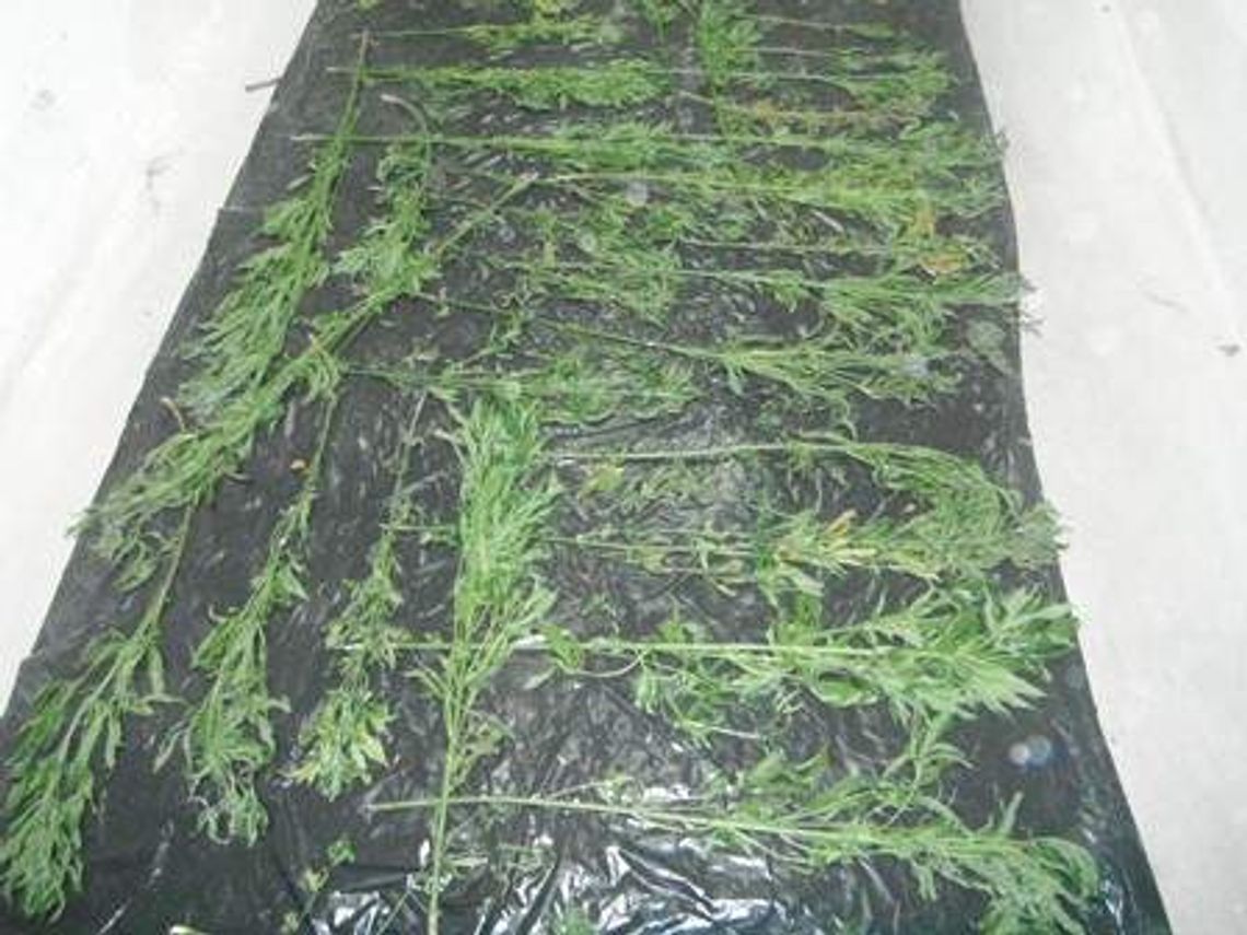 20-latek uprawiał konopie na działce