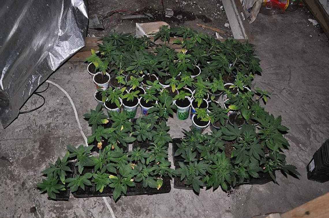 20-latek uprawiał konopie na strychu