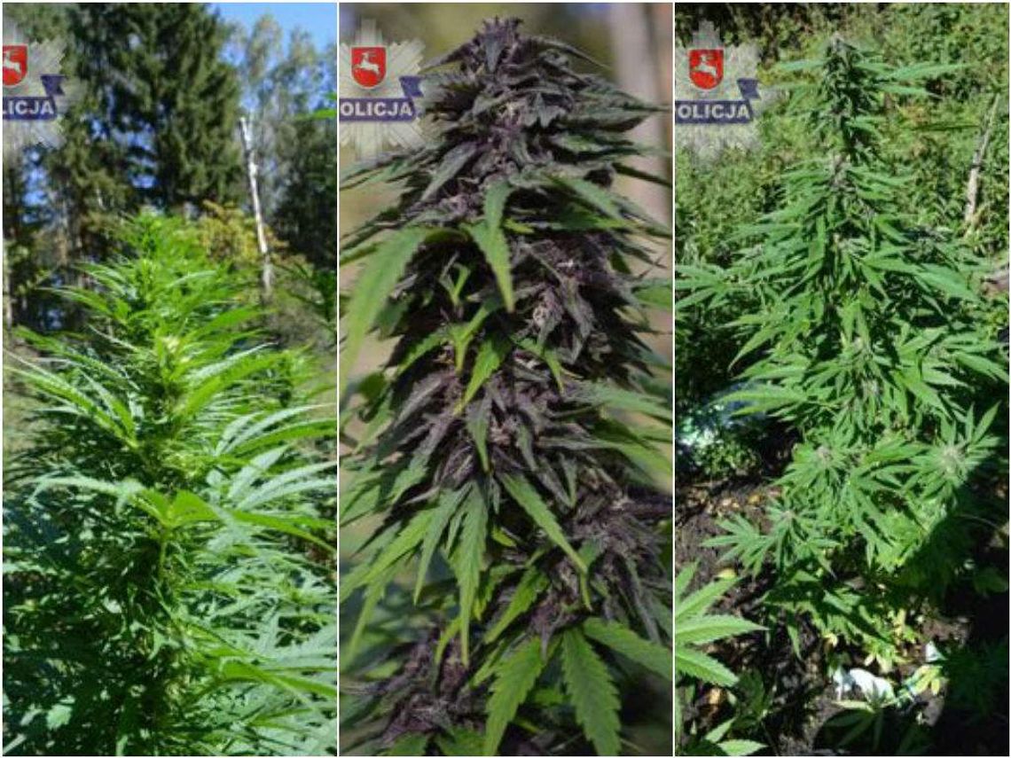 22-latek miał plantację marihuany na polanie leśnej 22-latek miał plantację marihuany na polanie leśnej