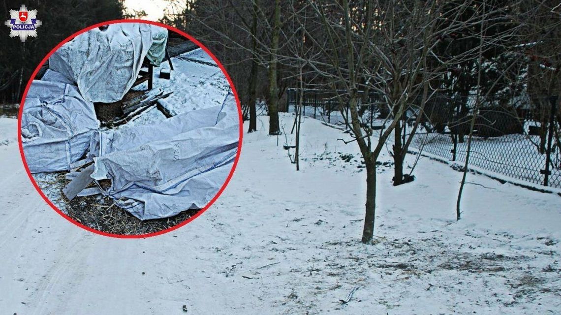 23-latek ciągnął na "kuligu" za samochodem dwie osoby. Jedna z nich uderzyła w drzewo