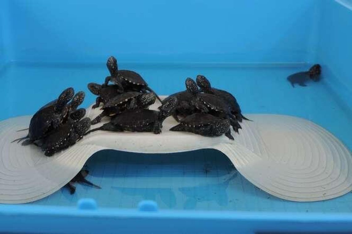 25 lat Poleskiego Parku Narodowego. Wypuszczą żółwiki