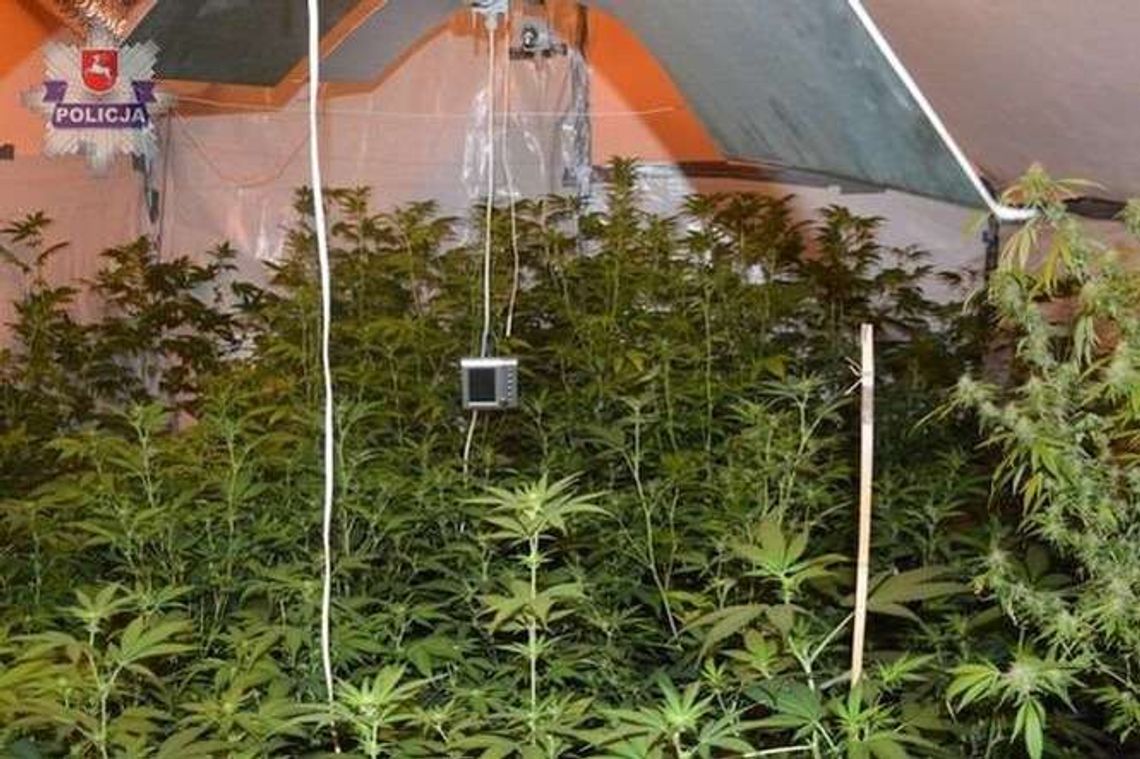 25-latek uprawiał konopie w domu. Miał 700 krzaków