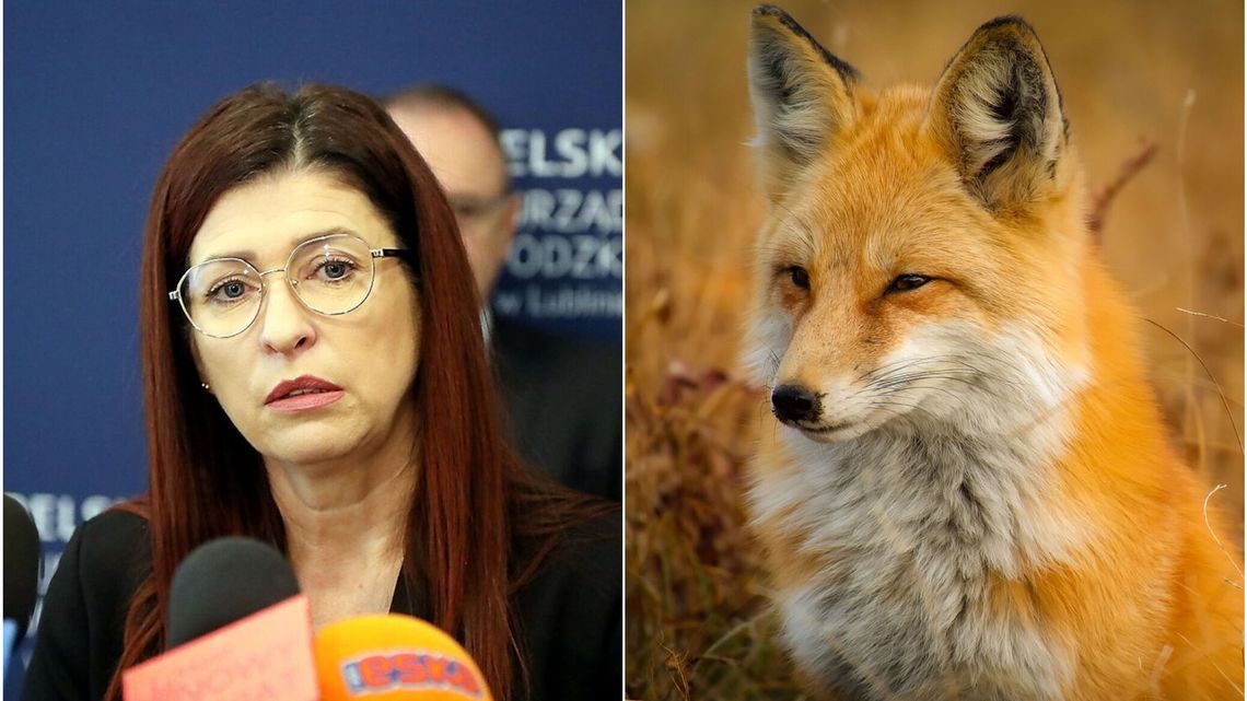 25 ognisk wścieklizny w województwie lubelskim. Będzie prowadzony odstrzał sanitarny 25 ognisk wścieklizny w województwie lubelskim. Będzie prowadzony odstrzał sanitarny