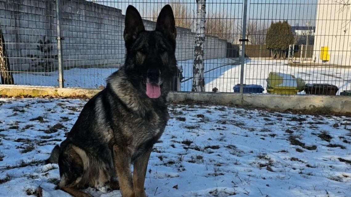 3 promile i zakaz prowadzenia, ale wytropił go policyjny owczarek