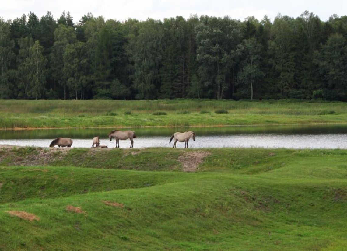 30-lecie hodowli konika polskiego na Roztoczu