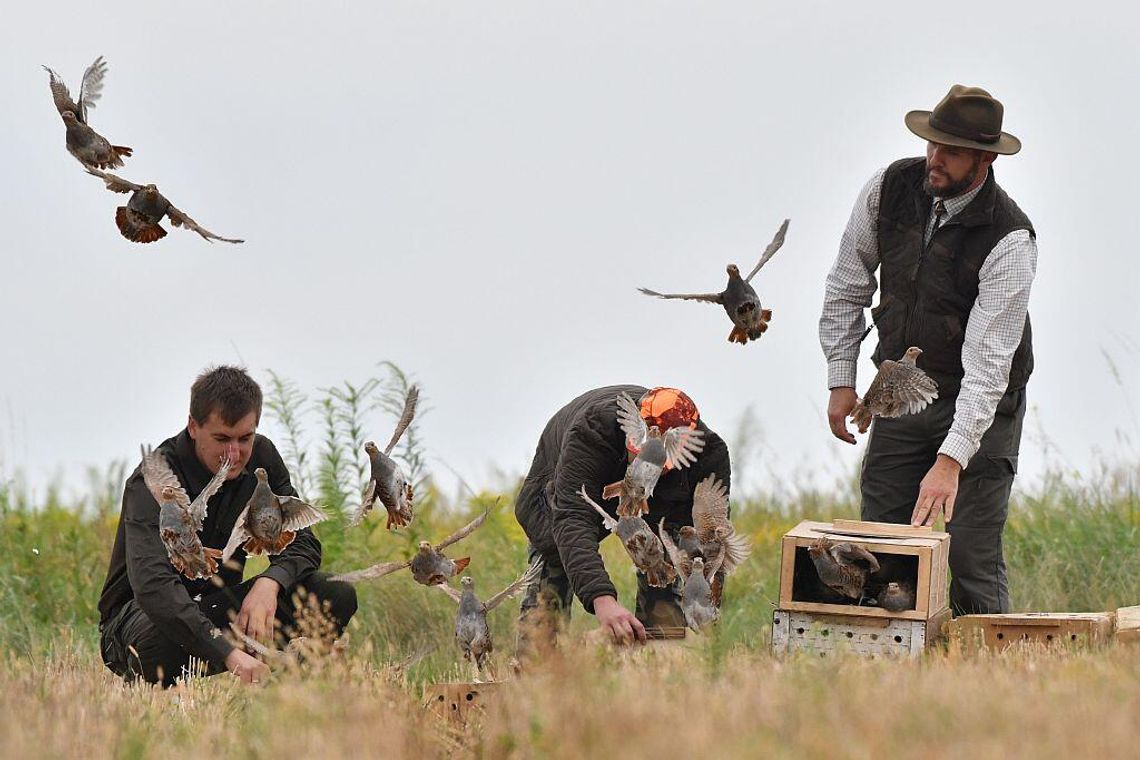 300 kuropatw i bażantów już na wolności. Myśliwi wypuścili je koło Lubartowa i Markuszowa
