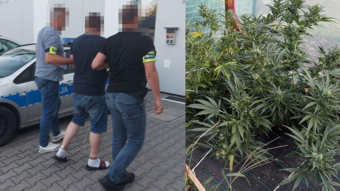 31-latek uprawiał konopie indyjskie i posiadał środki odurzające. Trafił do aresztu
