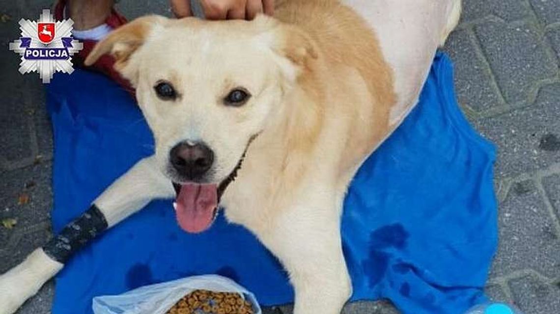 35-latek strzelał do psa. Kilkanaście razy