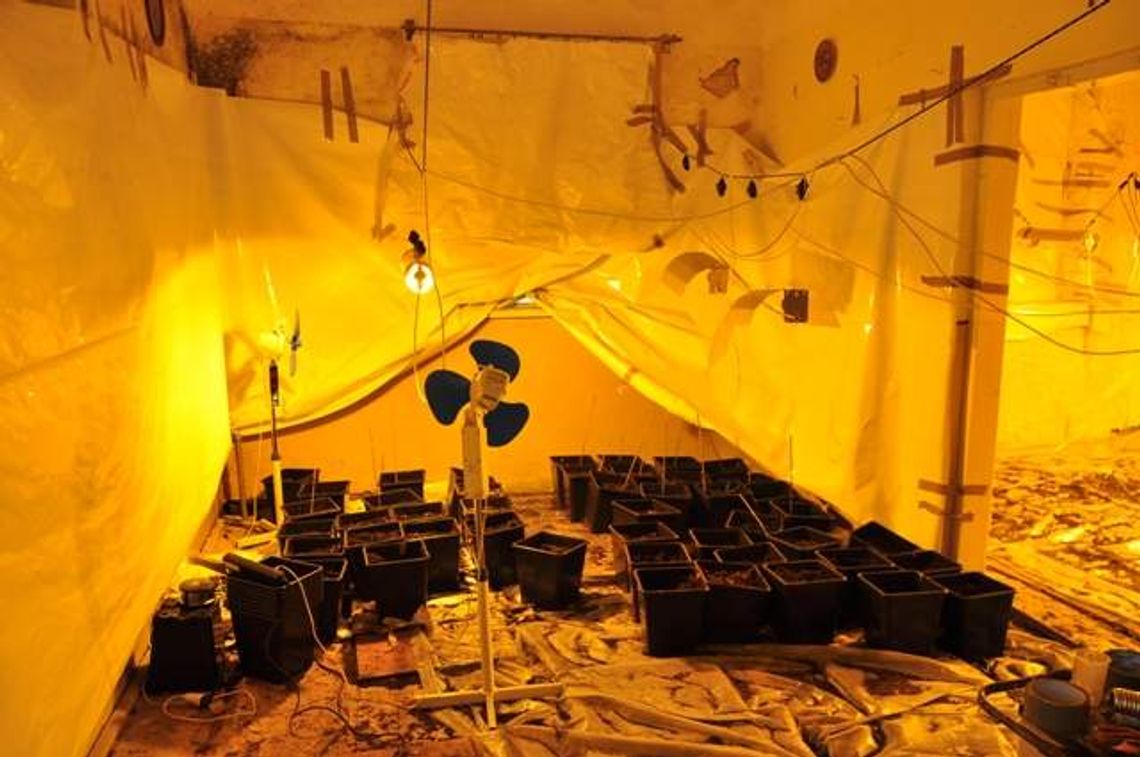 37-latek z Chełma uprawiał konopie indyjskie (wideo)