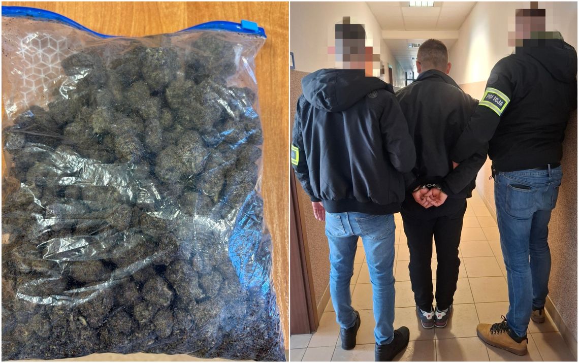 Zabezpieczona marihuana oraz zatrzymanie podejrzanego przez policję