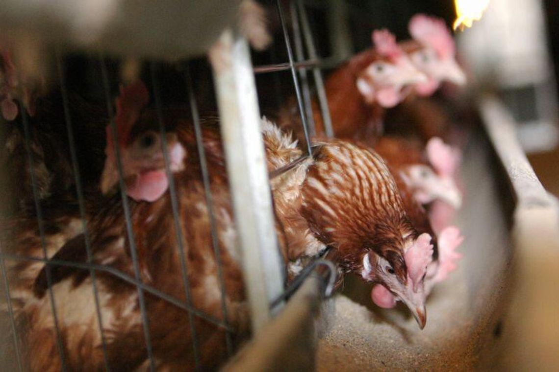 396 producentów jaj dostosowało klatki do wymogów UE 396 producentów jaj dostosowało klatki do wymogów UE