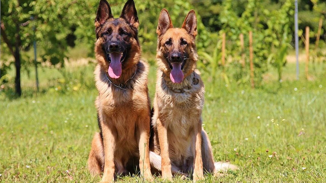 4 owczarki pogryzły chłopca 4 owczarki pogryzły chłopca